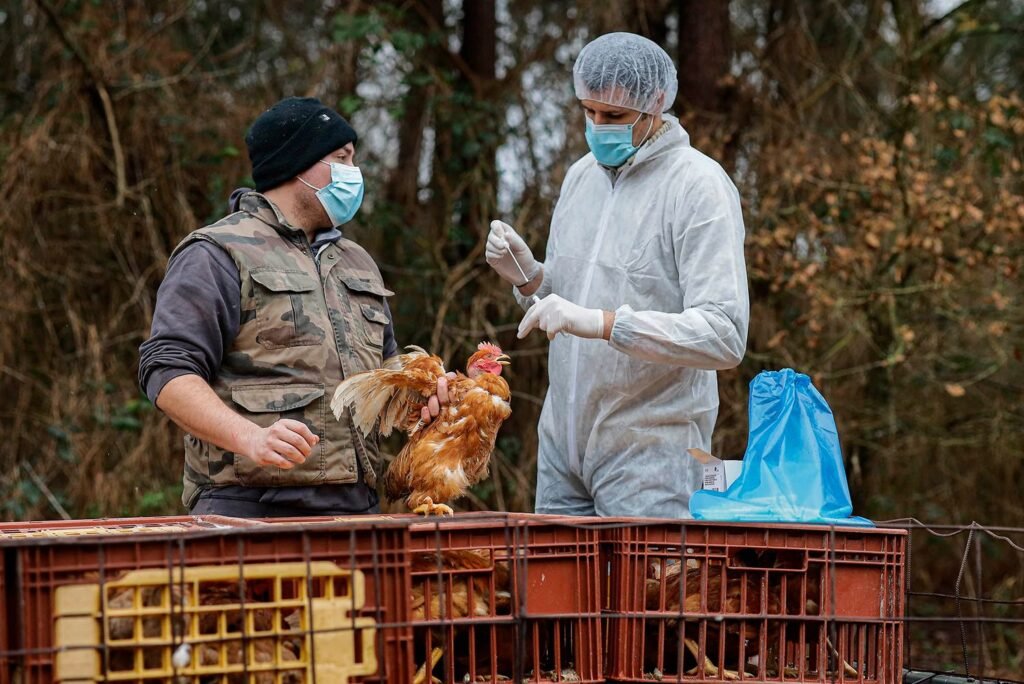 bird_flu_us.2